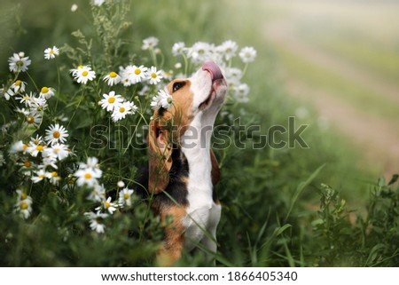 Cute beagle puppy in daisies Royalty-Free Stock Photo #1866405340