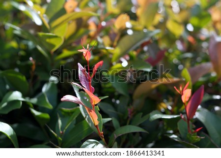 Baby bouquet of Ficus annulata under sunlight. Natural green leaves background collection.