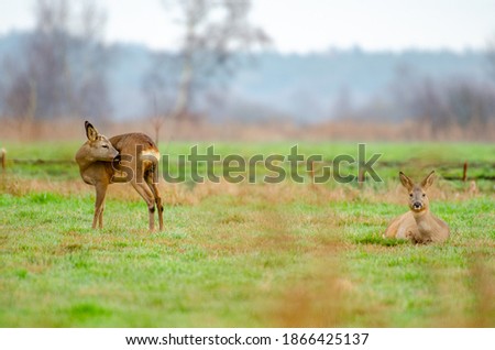 A group of Roe deer in the country side of Bremerhaven, Germany