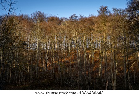 An autumn forest adorn in golden colors. Picture from the Fyle valley, Scania county, Sweden