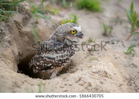 Burrowing Owl (Athene cunicularia) standing on the ground. Burrowing Owl sitting in the nest hole. Burrowing owl protecting home. Royalty-Free Stock Photo #1866430705