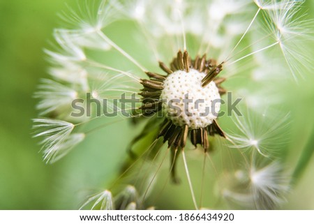 Dandelion seed in macro picture, shallow DoF