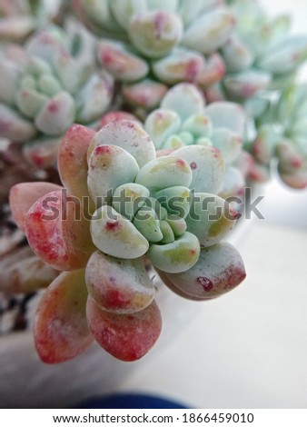 Korean succulent called Lawul. Small rosette closeup.