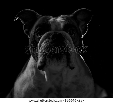 Englishbulldog black and white portrait