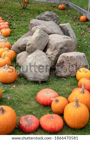 Yellow and orange pumpkins are arranged around a pile of large natural stones in a farmer's meadow after the harvest in autumn and are displayed there.
