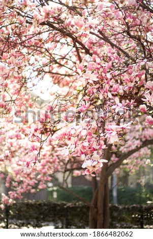 Pink Magnolia spring blossom tree. Selective focus