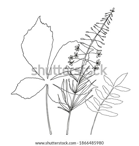 Vector flowers and leaves, isolated black. Realistic hand drawn flower  and leaves illustration set on white background.