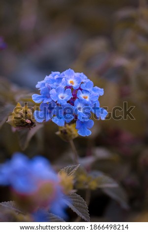 beautiful blue small tiny flower