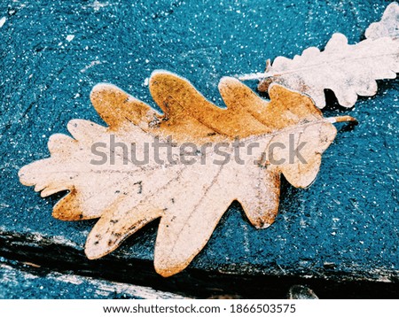 Frozen oak leaf in the forest