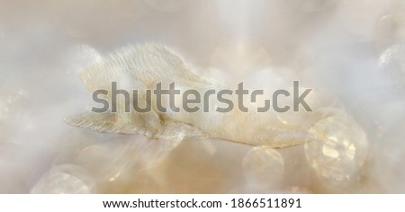 Lying white angel in a bright, shining ambience made of brilliant golden light, usable e.g. as a Christmas template  Royalty-Free Stock Photo #1866511891