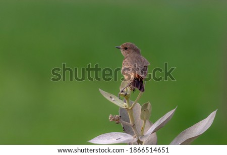 The pied bush chat Saxicola caprata is a small passerine bird found ranging from West Asia and Central Asia to the Indian subcontinent and Southeast Asia. 
