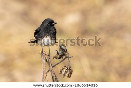 The pied bush chat Saxicola caprata is a small passerine bird found ranging from West Asia and Central Asia to the Indian subcontinent and Southeast Asia. 