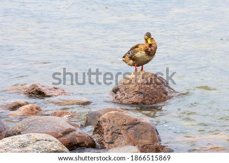 Duck sits on a stone in the Gulf of Finland, Baltic Sea
