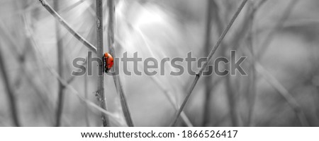 Ladybug. Black and white landscape with a highlighted color object. A ladybug crawls on a dry stalk of grass. Selective color Selective focus.