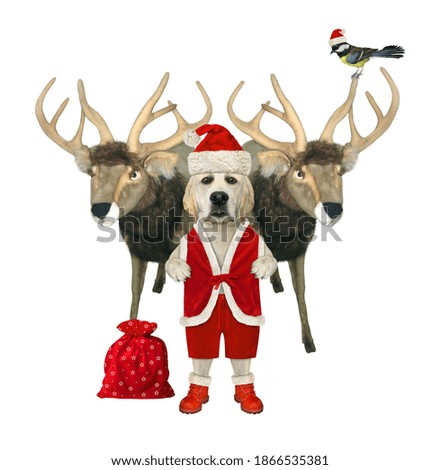 A dog in Santa Claus clothing with a red sack of gifts stands near reindeer. White background. Isolated.