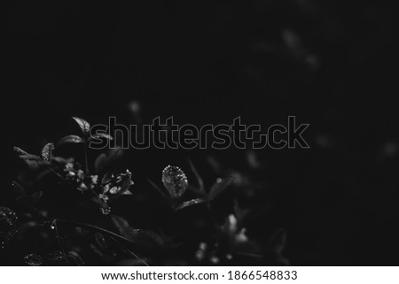 black and white plant background, dark silhouettes of flowers and plants