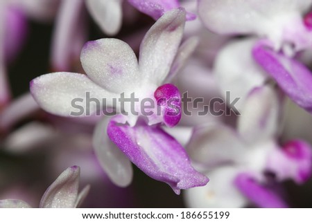 Orchid (Seidenfadenia mitrata)