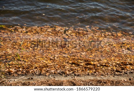 Autumn leaves in brown and yellow colors floating by the lake shore.