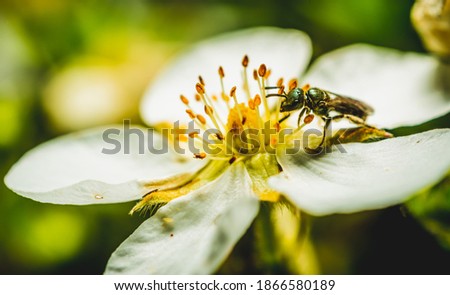 Black and yellow fly. Macro photography, close-up of a fly on a stem and a flower. Insect concept.