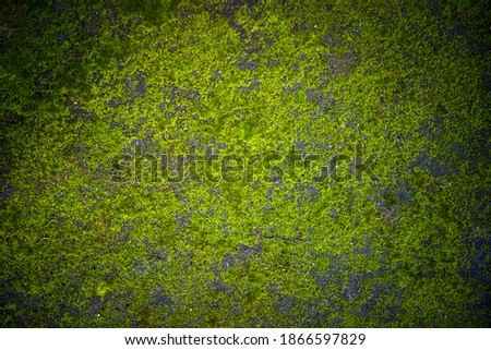 Beautiful green moss on the floor, moss closeup, macro. Beautiful background of moss for wallpaper. abstract background concept