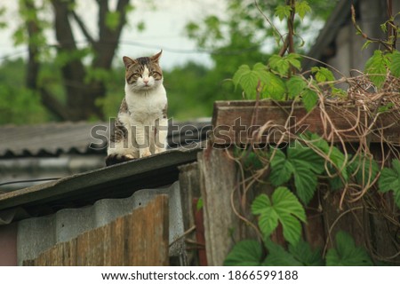 
Сute and serious cat sits on the roof of a house in the village