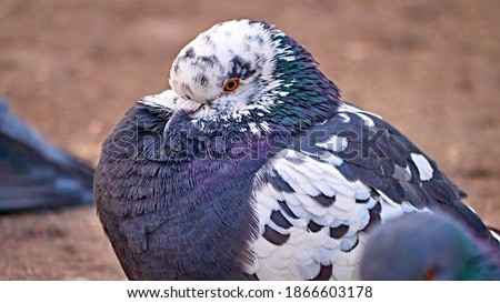 portrait of a street pigeon. blurred background