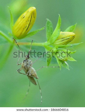 
yellow flowers with a mosquito