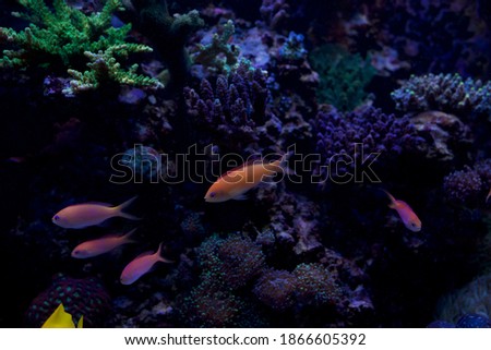 Fish in front of coral reef