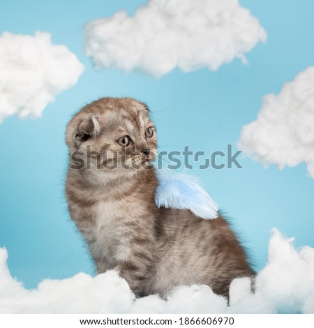Beautiful striped purebred Scottish cat of dark gray color sits in the form of an angel or cupid on a celestial background. Kitten poses between the clouds with blue feathery wings on its back.