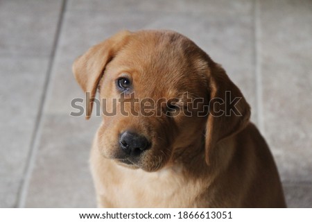 Closeup of isolated fox red Labrador retriever puppy looking at camera and winking one eye shut Royalty-Free Stock Photo #1866613051