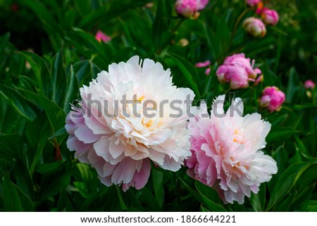 Pink white peony flowers in spring garden, close up.