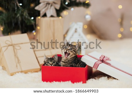 Cute tabby kittens sitting in red Christmas box near tree. One kitten yawns.