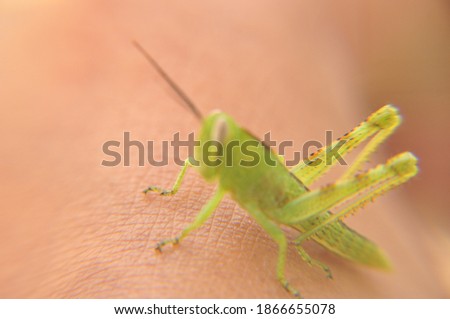 a grasshopper perched on a green tree trunk