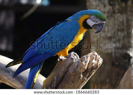 Close up haed the Blue and yellow macaw parrot bird in garden at thailand.