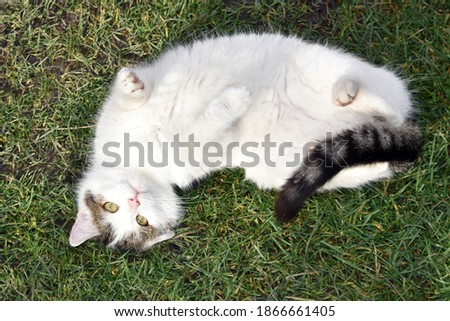 White cat lying on its back Royalty-Free Stock Photo #1866661405