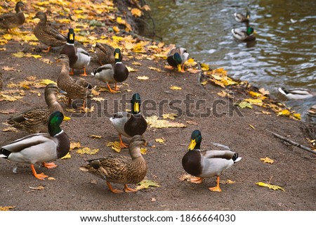 Wild ducks on the lake shore in the park, mallard, gray female and male ducks in the wild swim in the lake in autumn Royalty-Free Stock Photo #1866664030