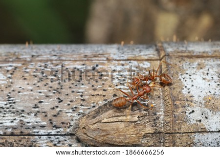 Close up red ant on tree in nature background at thailand