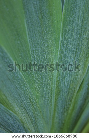 leaves of iris flower, covered with hoar. natural texture, abstract concept . tidewater green color