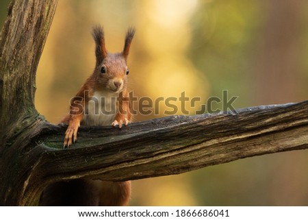 Red Squirrel climbing up in a tree 