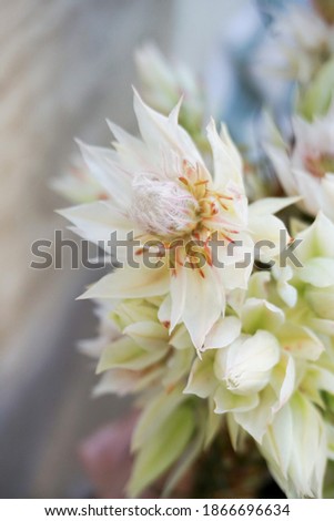 Blossoming delicate flowers on blooming flowers festive background, pastel and soft bouquet floral card
