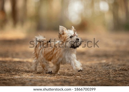beautiful little dog running in the forest