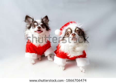 Two chihuahua dogs wearing a red christmas santa costume looks at camera. isolated on white background.