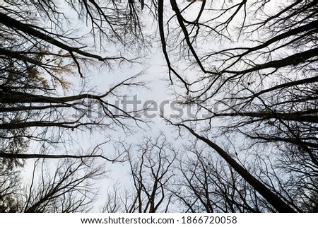 trees without leaves are high above you