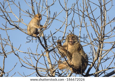 Monkey in tree on Morocco