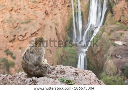 Monkey eating an apple on Ouzoud Waterfall Morocco