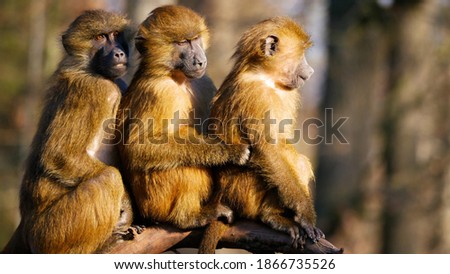 Baboons family . Three babons funny ekspresion