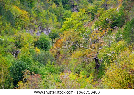 Tesnei Gorges in the protected area of Herculane, Romania, Europe
