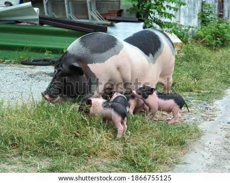 A family of black and white pigs taking a walk on the farm
