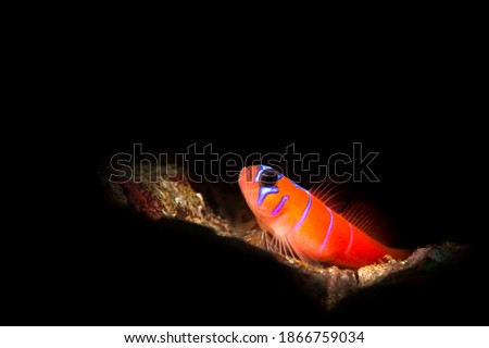 A small, vibrant blue banded Catalina goby rests on a reef. Fish was lit with a light snoot, which gives a small beam of bright light to black out the background.

