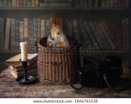 Still life with old books and small squirrel
